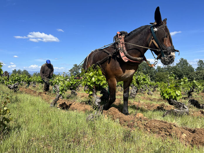 Arado de tracción animal - Aníbal de Otero