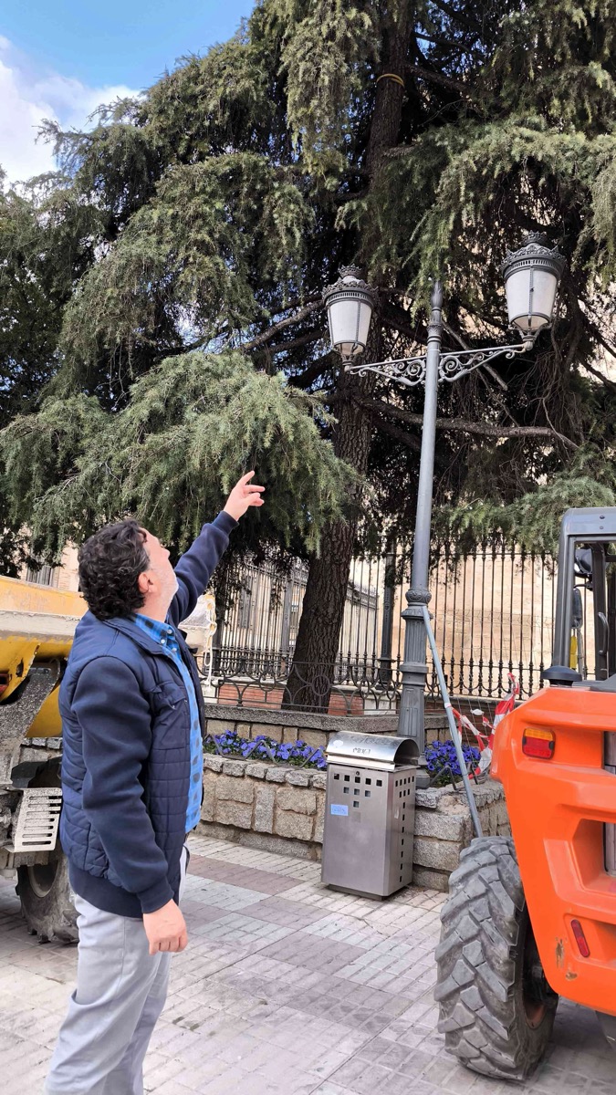 Control_procesionaria_pino