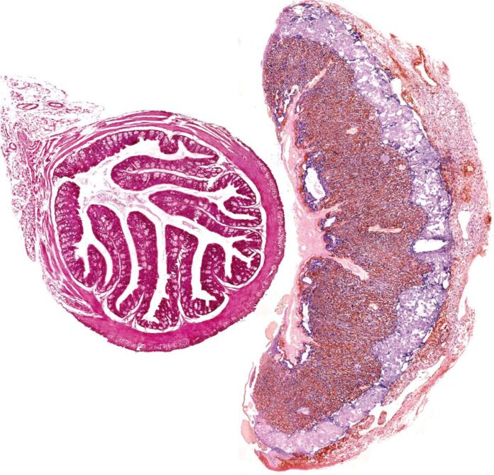 2025_10_09_Lopez-Tello_img