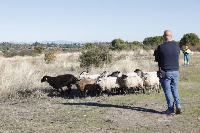 Ovejas-participantes-en-proyecto-de-pastoreo-1500x1000
