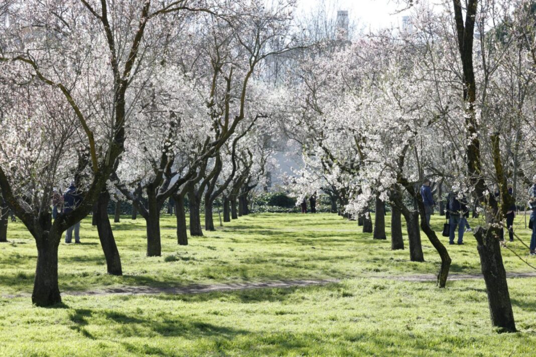 Senda-de-almendros-en-flor-en-Quinta-de-los-Molinos-1500x1000