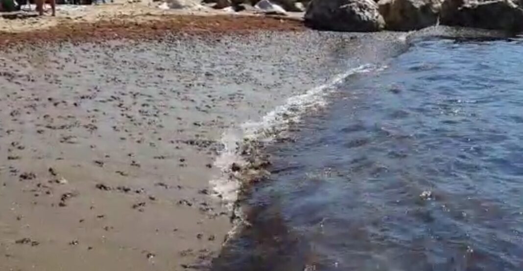 Una plataforma de inteligencia artificial de la UMA predice la presencia de medusas y el alga asiática invasora en las playas andaluzas con hasta cinco días de margen