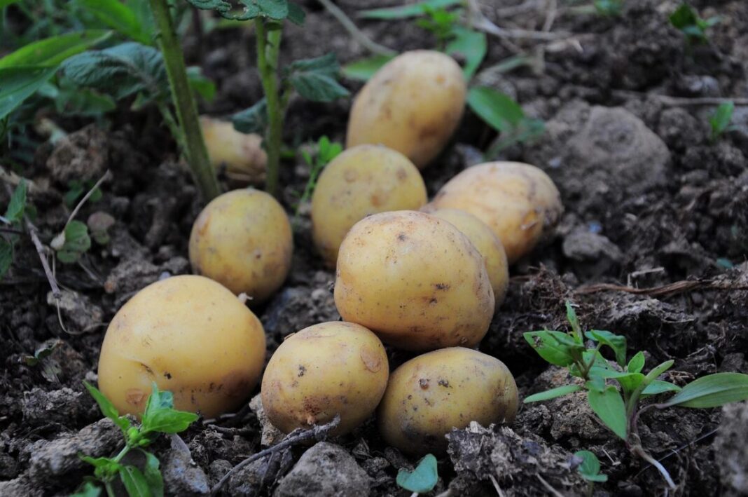 Las patatas lideran las subidas de agosto en la cesta básica con un 14%