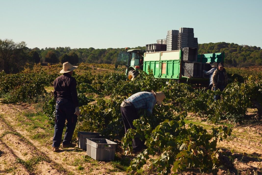 Bodegas Portia programa seis jornadas de vendimia con cata de uva y mosto hasta octubre